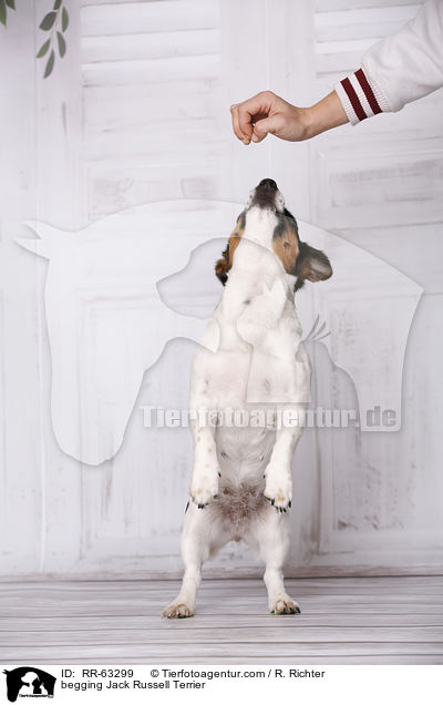 Jack Russell Terrier macht Mnnchen / begging Jack Russell Terrier / RR-63299