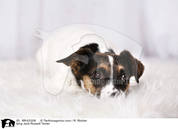liegender Jack Russell Terrier / lying Jack Russell Terrier / RR-63308