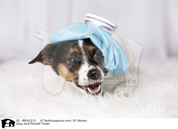 liegender Jack Russell Terrier / lying Jack Russell Terrier / RR-63312