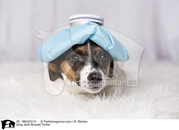 liegender Jack Russell Terrier / lying Jack Russell Terrier / RR-63314