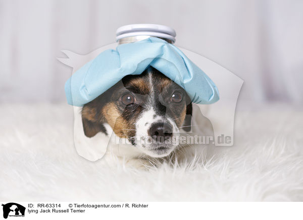 lying Jack Russell Terrier / RR-63314