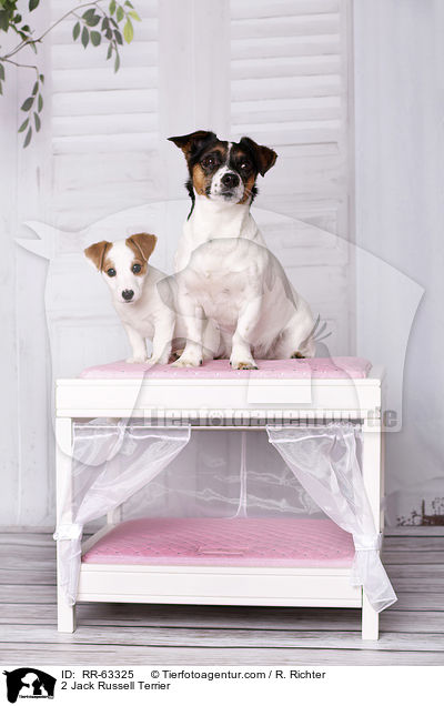 2 Jack Russell Terrier / 2 Jack Russell Terrier / RR-63325