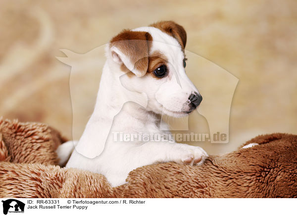 Jack Russell Terrier Welpe / Jack Russell Terrier Puppy / RR-63331