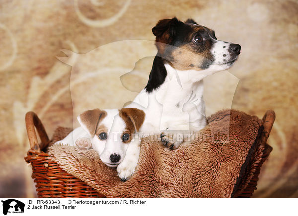 2 Jack Russell Terrier / 2 Jack Russell Terrier / RR-63343