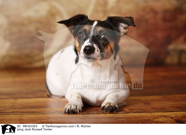liegender Jack Russell Terrier / lying Jack Russell Terrier / RR-63363