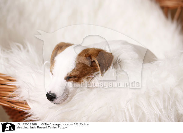 schlafender Jack Russell Terrier Welpe / sleeping Jack Russell Terrier Puppy / RR-63368