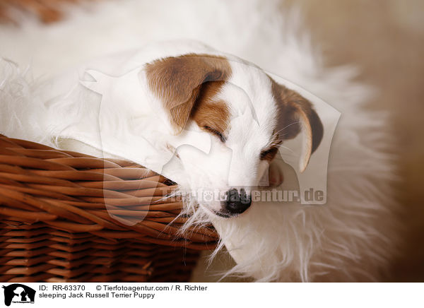 schlafender Jack Russell Terrier Welpe / sleeping Jack Russell Terrier Puppy / RR-63370