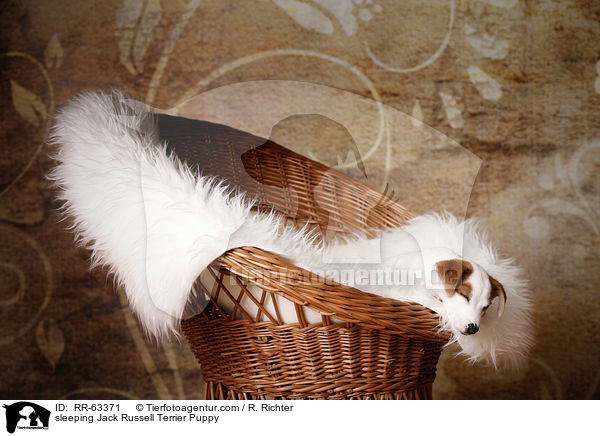 schlafender Jack Russell Terrier Welpe / sleeping Jack Russell Terrier Puppy / RR-63371