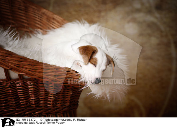 sleeping Jack Russell Terrier Puppy / RR-63372