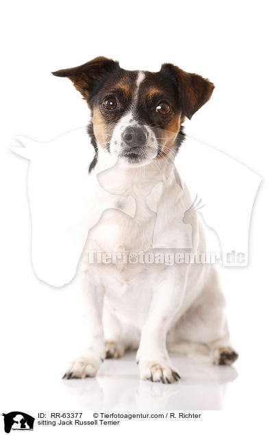 sitzender Jack Russell Terrier / sitting Jack Russell Terrier / RR-63377