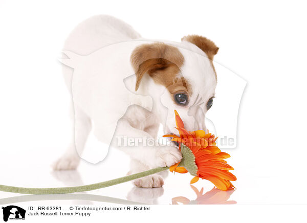 Jack Russell Terrier Welpe / Jack Russell Terrier Puppy / RR-63381