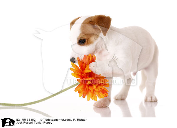 Jack Russell Terrier Welpe / Jack Russell Terrier Puppy / RR-63382