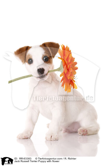 Jack Russell Terrier Puppy with flower / RR-63383