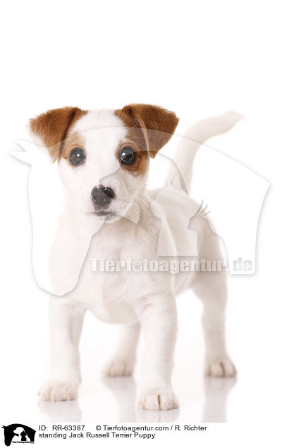 stehender Jack Russell Terrier Welpe / standing Jack Russell Terrier Puppy / RR-63387