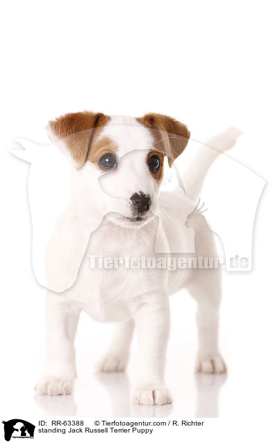 stehender Jack Russell Terrier Welpe / standing Jack Russell Terrier Puppy / RR-63388