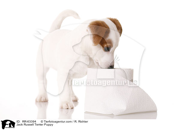 Jack Russell Terrier Welpe / Jack Russell Terrier Puppy / RR-63394