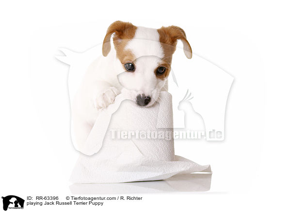 spielender Jack Russell Terrier Welpe / playing Jack Russell Terrier Puppy / RR-63396