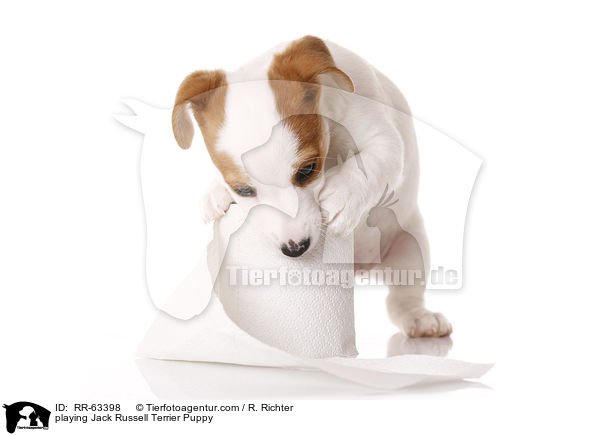 spielender Jack Russell Terrier Welpe / playing Jack Russell Terrier Puppy / RR-63398
