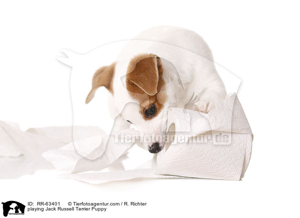 spielender Jack Russell Terrier Welpe / playing Jack Russell Terrier Puppy / RR-63401