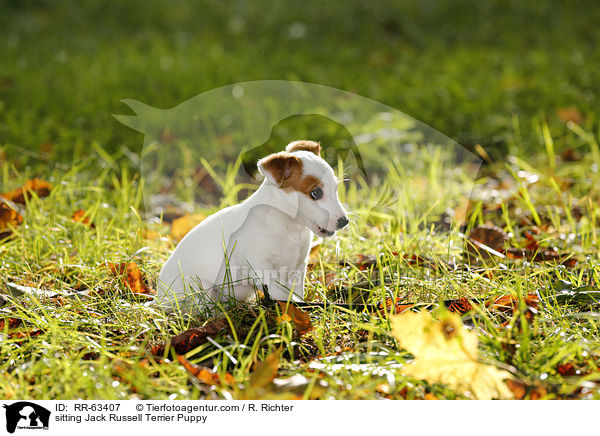 sitzender Jack Russell Terrier Welpe / sitting Jack Russell Terrier Puppy / RR-63407