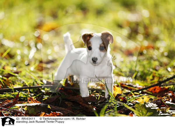 stehender Jack Russell Terrier Welpe / standing Jack Russell Terrier Puppy / RR-63411