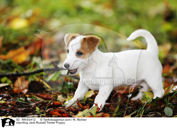 stehender Jack Russell Terrier Welpe / standing Jack Russell Terrier Puppy / RR-63412