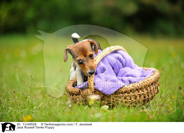 Jack Russell Terrier Welpe / Jack Russell Terrier Puppy / YJ-09528