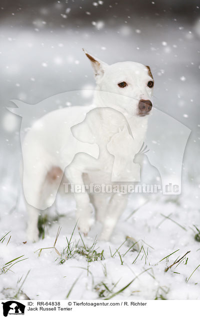 Jack Russell Terrier / Jack Russell Terrier / RR-64838