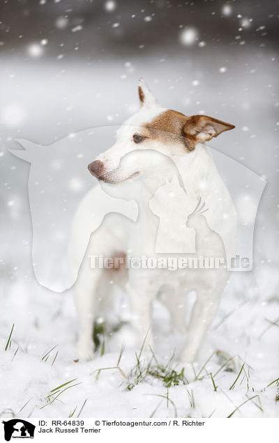 Jack Russell Terrier / Jack Russell Terrier / RR-64839