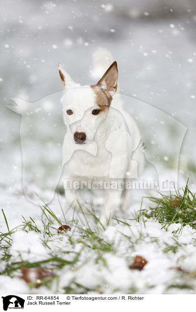 Jack Russell Terrier / Jack Russell Terrier / RR-64854