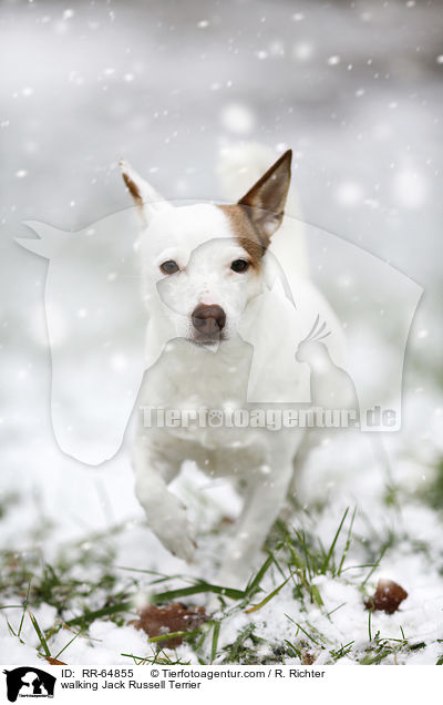 laufender Jack Russell Terrier / walking Jack Russell Terrier / RR-64855