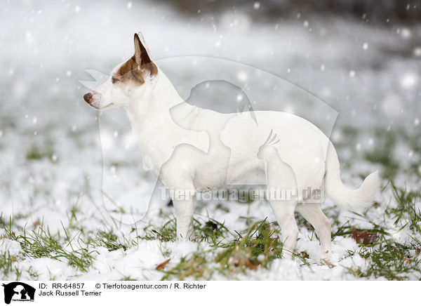 Jack Russell Terrier / Jack Russell Terrier / RR-64857