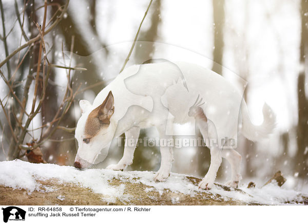 schnuppernder Jack Russell Terrier / snuffling Jack Russell Terrier / RR-64858