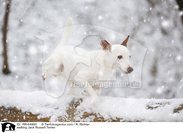 laufender Jack Russell Terrier / walking Jack Russell Terrier / RR-64860