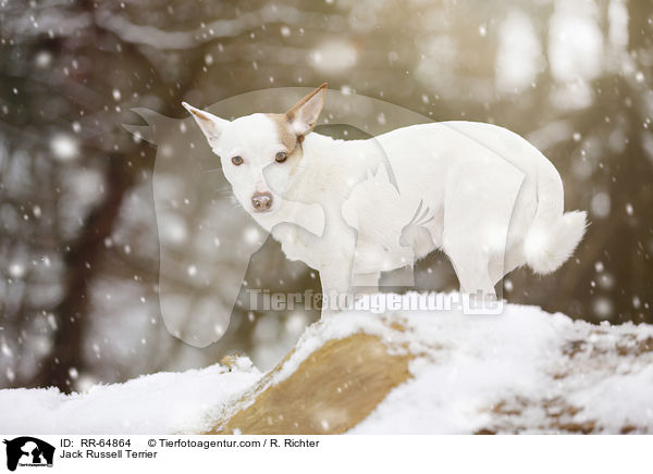 Jack Russell Terrier / Jack Russell Terrier / RR-64864