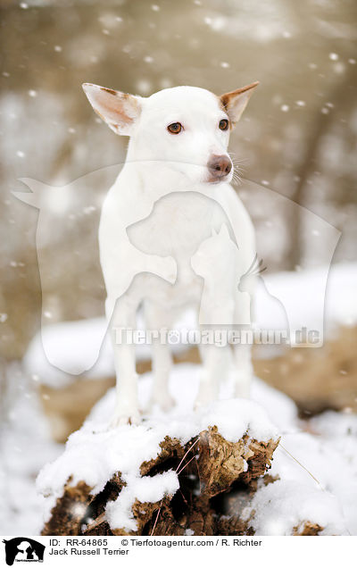 Jack Russell Terrier / Jack Russell Terrier / RR-64865