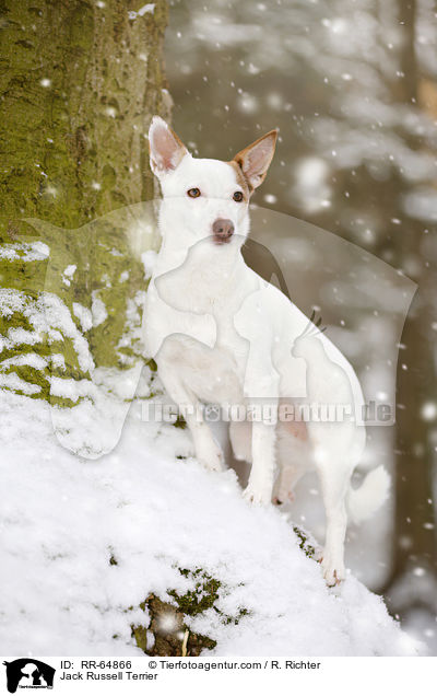 Jack Russell Terrier / Jack Russell Terrier / RR-64866