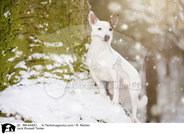 Jack Russell Terrier / Jack Russell Terrier / RR-64867