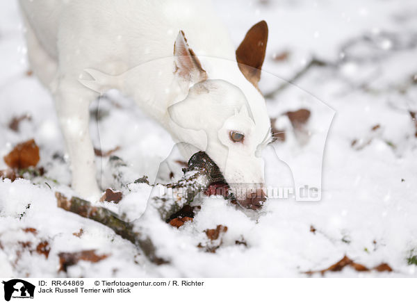 Jack Russell Terrier mit Stock / Jack Russell Terrier with stick / RR-64869