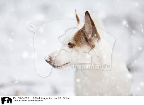 Jack Russell Terrier Portrait / Jack Russell Terrier Portrait / RR-64870