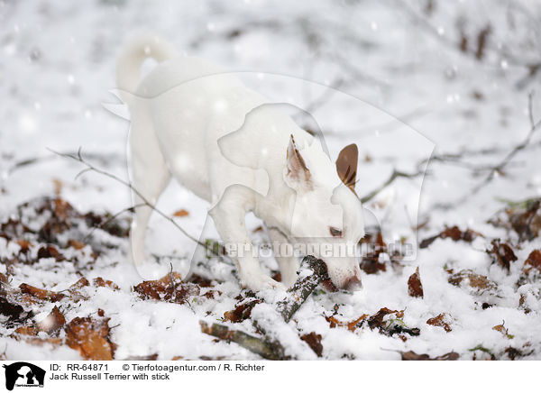 Jack Russell Terrier mit Stock / Jack Russell Terrier with stick / RR-64871