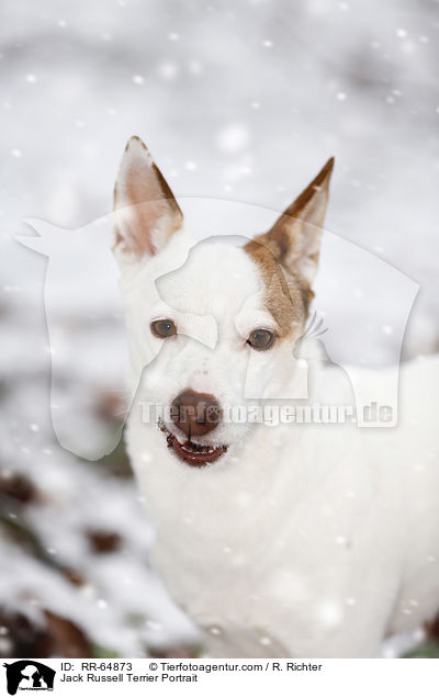 Jack Russell Terrier Portrait / Jack Russell Terrier Portrait / RR-64873