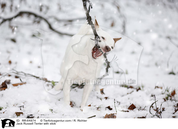 Jack Russell Terrier mit Stock / Jack Russell Terrier with stick / RR-64874
