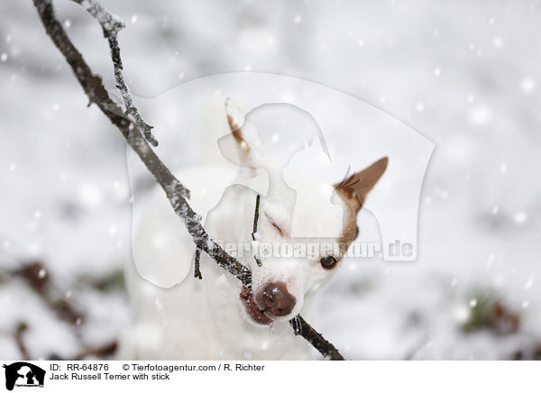Jack Russell Terrier mit Stock / Jack Russell Terrier with stick / RR-64876