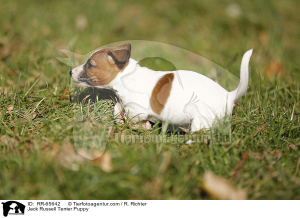 Jack Russell Terrier Welpe / Jack Russell Terrier Puppy / RR-65642