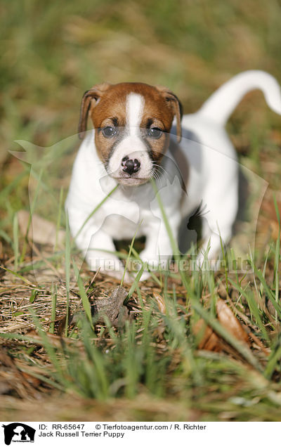 Jack Russell Terrier Welpe / Jack Russell Terrier Puppy / RR-65647