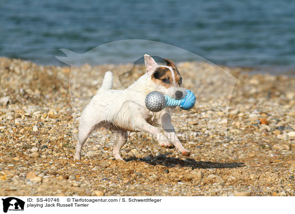 playing Jack Russell Terrier / SS-40746