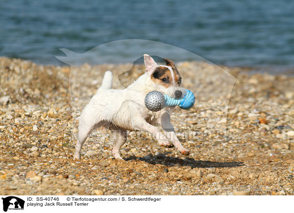 spielender Parson Russell Terrier / playing Parson Russell Terrier / SS-40746