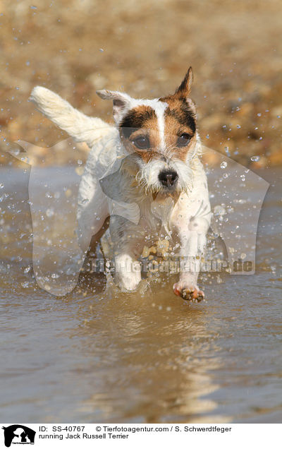 running Jack Russell Terrier / SS-40767