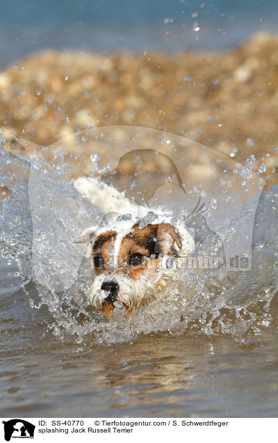 splashing Jack Russell Terrier / SS-40770